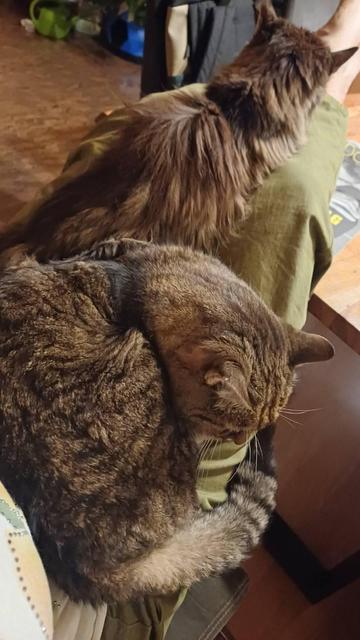Zwei Katzen liegen auf den Beinen einer Person. Bei der Kamera liegt eingerollt Jimmy, ein plüschiger, getigerter Kater. Dahinter ist Kitty, eine flauschige Langhaarkatze. Sie hat der Kamera ihren Rücken zugewandt.