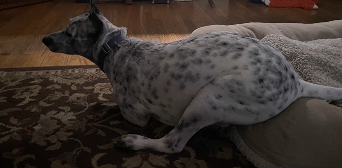A blue heeler from the side. He's crouched down while casually sitting on the edge of dog bed. He's so stretched out, he looks like a kangaroo. Soft light from a lamp nearby out of frame.