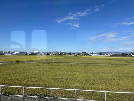 Golden rice fields