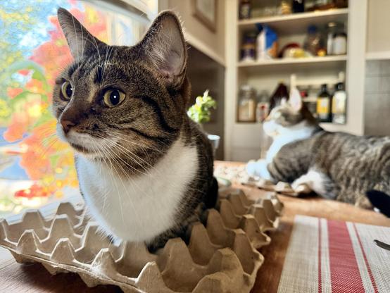 Brown & white Tabby siblings on their egg cartons on the kitchen table.