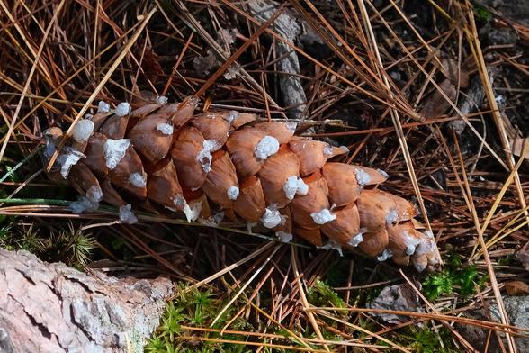 Foto eines Kiefernzapfens (Eastern Whitepine) mit geoeffneten Schuppen auf dem mit Kiefernnadeln bedeckten Waldboden,
