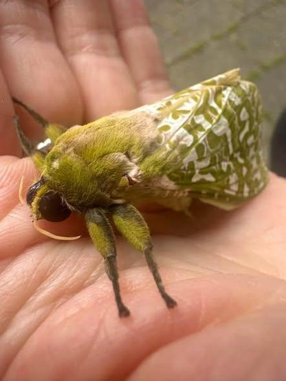 NZ pūriri moth