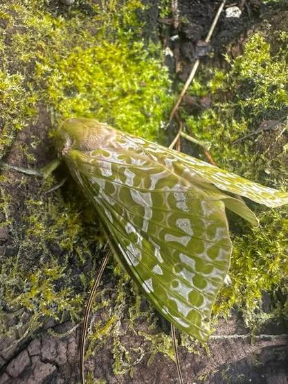 NZ pūriri moth