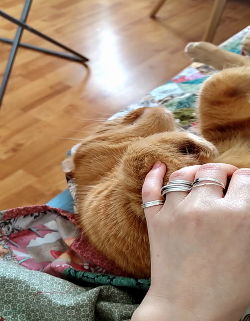 A nice calming video of a disembodied pale hand petting the neck, chin, front paw and the voluminous tummy ruffles of a ginger tabby cat. He's on his back, utterly uncaring, relaxed and unbothered. The soft fur moves like a field of grain swept by a gentle wind, or like desert dunes much the same. Nothing terribly much happens, but it's very enjoyable! The cat, so soft!