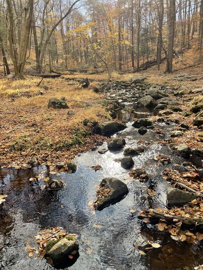 A curving mountain brook on an autumn day among almost-bare trees. The water darkly reflects the overcast sky, while fallen leaves carpet the ground and rocks in warm yellows and browns.