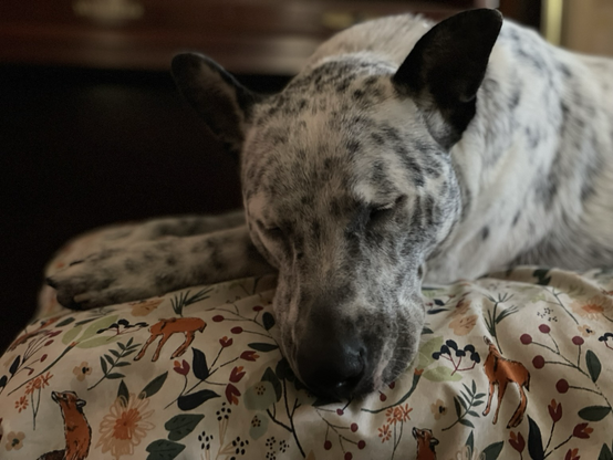 Blue heeler with chin resting on front legs. Eyes closed and ears relaxed. Smells have returned to normal.