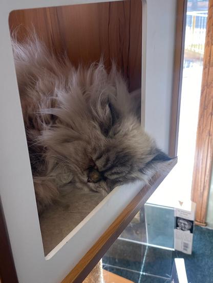 A very long haired sealpoint siamese-ish cat sleeps with a heavy frown in his cat perch in a used book store.