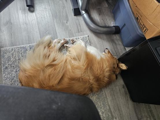Boomer the collie is curled up beside my spinny chair, arched back pressed against the chair's base so if I move so much as a cm it'll wake her and she cam keep an eye on me.