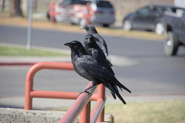 Three crows perched on a railing in front of a north-american style "street" which is turning left and borders a small parking lot.
