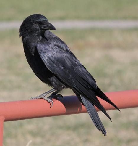 A single crow perched on the fence, looking back towards the camera.