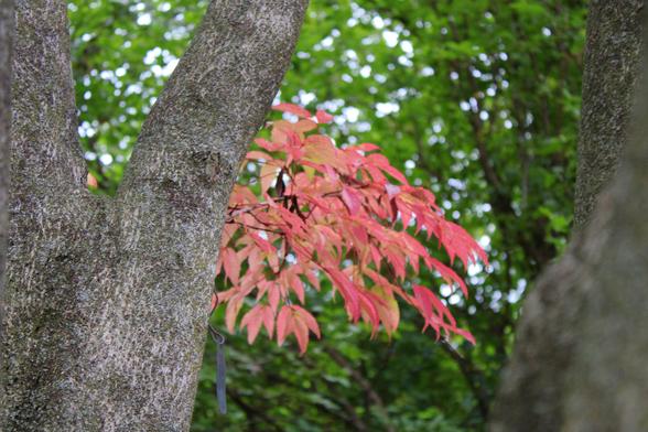 A branch of acer leaves with early autumn color change of yellow to red on a branch of a tree trunk with a blurred background of green leaves on nearby trees.