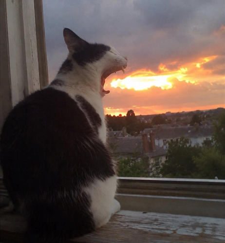 A black and white tuxedo cat sits on a windowsill with its mouth wide open in a yawn, perfectly aligned to look as though it is breathing fire into the sunset clouds
