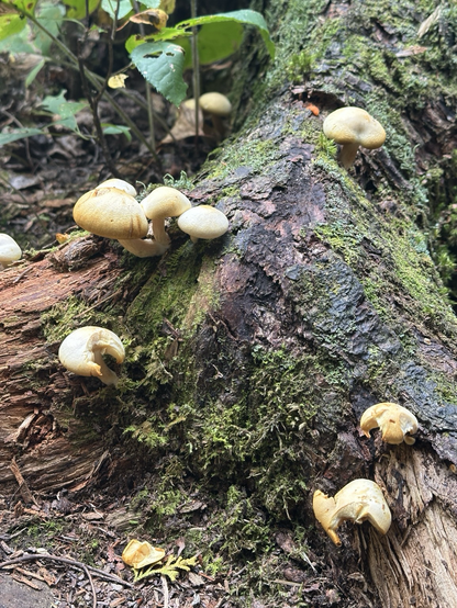 A loose collection of smooth pale mushrooms growing on the base of a rotting damp stump colonized by green mosses.