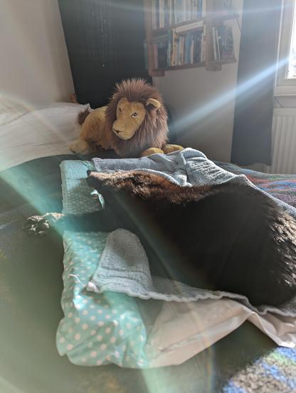 A cat stretches in the foreground, on a bed on which in the background there is a stuffed Lion (from IKEA).  An interesting ray of sunlight comes from the window on the right, and the mostly black cat is partly in her sunbeam. There are books on the wall by the window, but the library is actually next door.