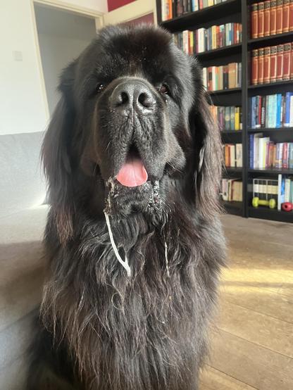 Odin the Newfie sweetly and politely begging for mommy’s gyoza, drooling prodigiously