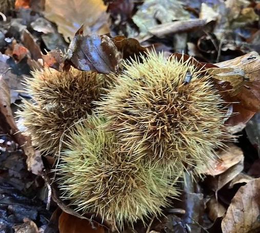 cluster of three chestnut burrs - they have sharp, thin spikes and look kind of furry, greenish brown in color. Background is forest floor with dead leaves.