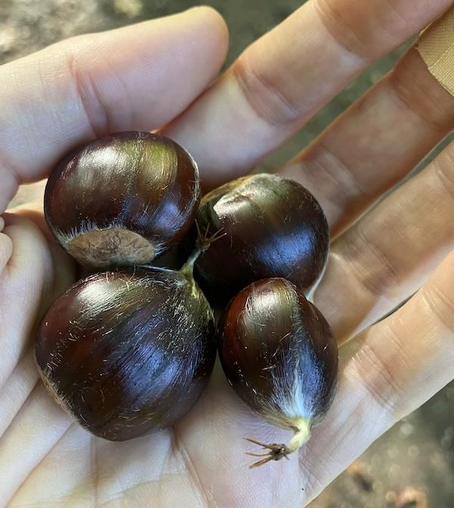closeup of a hand holding four chestnuts (seeds). They are mahogany / dark brown and come to a hairy point on one end.