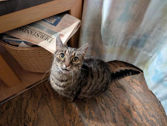 Luna, eine getigerte Katze, sitzt aufrecht auf dem Boden. Sie schaut mit großen Augen neugierig nach oben zur Kamera.