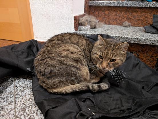 Jimmy, ein plüschiger, getigerter Kater, hockt eingerollt auf einer schwarzen Hose, die auf dem Boden liegt. Er hat den Kopf gehoben und schaut müde unter der Kamera vorbei.