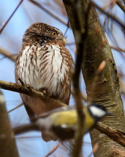 A pygmy owl is perched in the branches, looking to the right
In front of it, out of focus, is a great tit, which is also looking to the right
