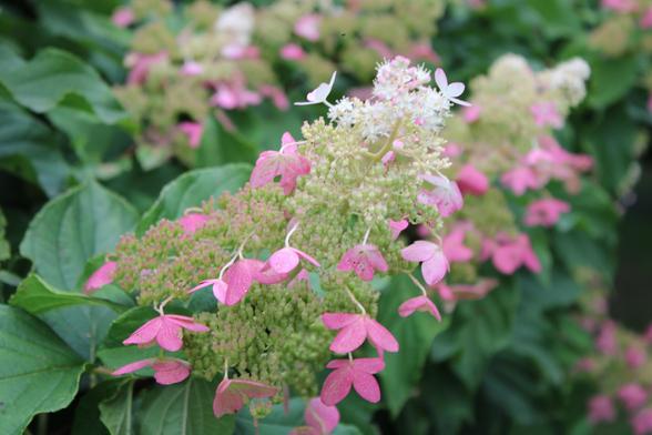 Pale green, white and pink conical bloom with green leaves of its bush. Other similar blooms and leaves are blurred in the background.