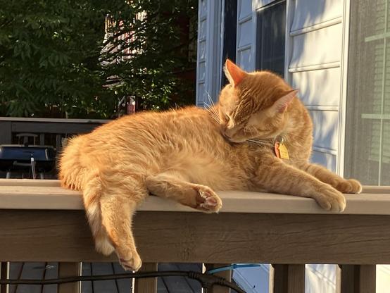 An orange cat is lounging on a wooden railing, grooming itself in the sunlight. In the background, there are hints of greenery and buildings.