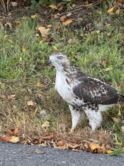 A juvenile red tailed hawk