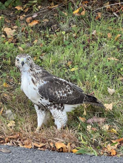 A juvenile red tailed hawk
