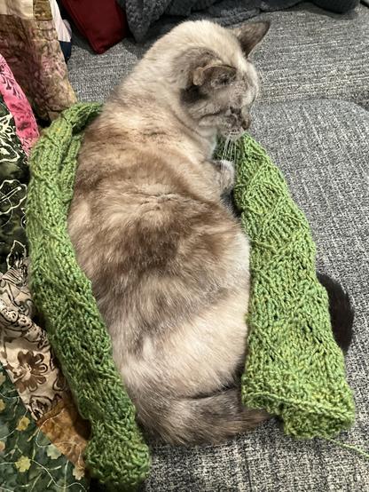 cat on a couch, facing away from us. she is wrapped in a green knit scarf that desperately needs to be blocked, and has a neat zig zag lace pattern