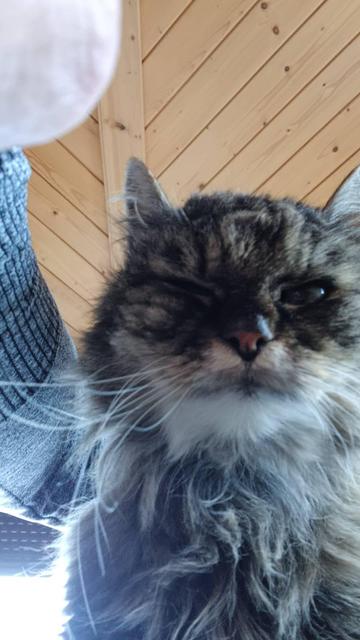 Nahaufnahme von Kitty, einer flauschigen Langhaarkatze die aussieht wie ein Selfie. Sie schaut nach unter zur Kamera.