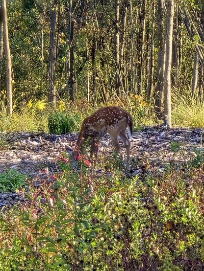 A fawn in a plowed field with brush in the forefront, trees in the back. The fawn has its spots, lil bambi.