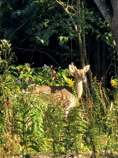A one antlered buck in the brush, trees behind, watching over the fawn.
