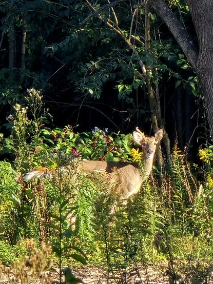 A one antlered buck in the brush, trees behind, watching me watch him.