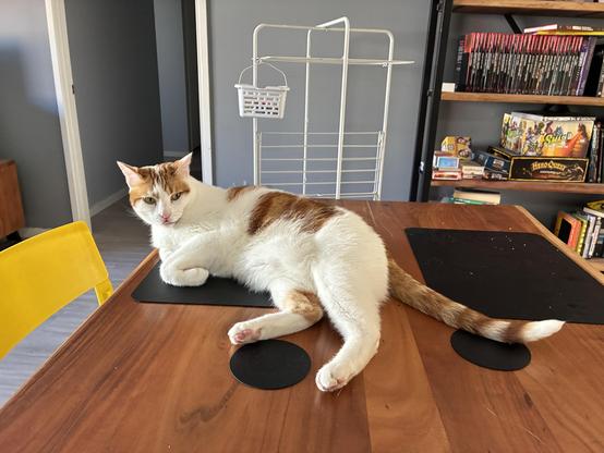 White and ginger cat laying on a human’s placemat at an eating table.