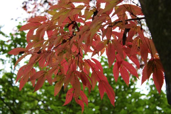 A short branch of lobed leaves changing from green to the autumn colors of yellow, orange and red with green leaves on trees in the background.