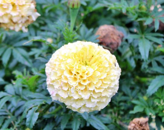 Pale yellow multi-petal bloom growing on its dark green leaved plant  with some older spent brown or browning blooms nearby.