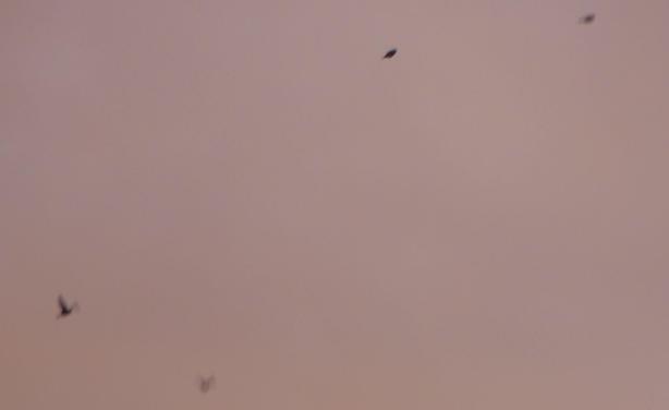 rosa Himmel und schemenhaft ein paar kleine Vögelchen