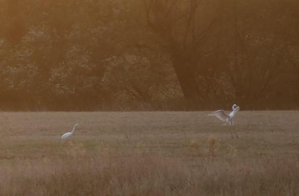Wiese und Bäume dahinter, alles trocken, braun, in sanftes Morgenlicht gekleidet. Ein Silberreiher steht da schon, der 2. landet gerade.