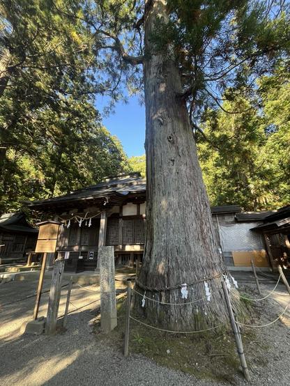 1,000+ year old cedar tree at Hie shrine