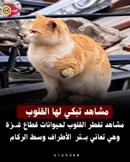 A cat amputated in Gaza due to the war