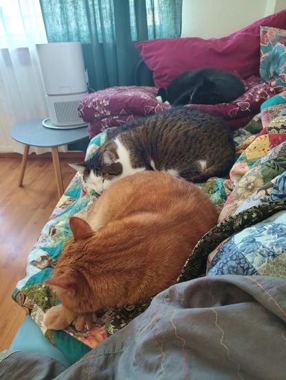 Three sweet cats croissanted up on a rumpled bed, on colourful quilts and blankets. Up front a large ginger tabby, then a brown and white tabby, then a black and white tuxedo cat. They're all curled up on their sides, looking large and comfortable, while soft morning sunlight brings out the colours of the scene. Good cats, so asleep!