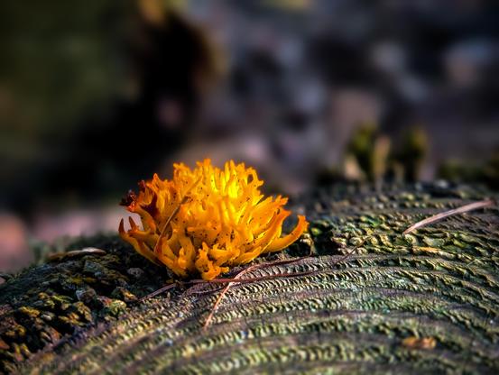 A vibrant, yellow-orange fungus, growing on a weathered tree stump. The fungus grows from a cut tree stump covered in intricate, grooved growth rings and a greenish-brown layer of moss or weathering. A few thin pine needles and debris lie scattered across the wood.