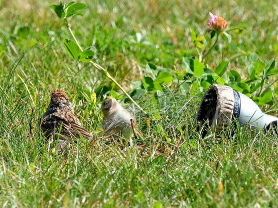 Zwei Spatzen im Gras, der linke steht mit dem Ruecken zur Kamera, der andere schuettelt sich gerade wie ein Hund nach dem Schwimmen. Neben ihnen liegt der Gartenschlauch, die beiden lassen sich beregnen.