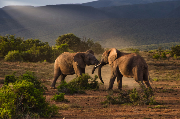 a pair of wild elephants facing each other