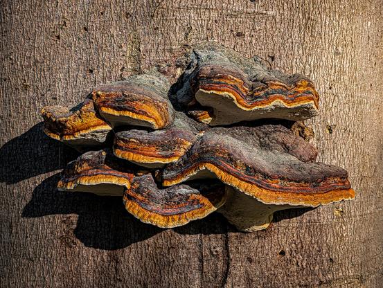 A close-up, well-lit cluster of shelf-like bracket fungi growing directly on the bark of a tree.

The cluster is made up of multiple overlapping, bracket-shaped fruiting bodies with a leathery or woody texture. They display striking concentric bands of color ranging from deep browns and blacks to vibrant oranges, ochres, and pale cream margins on the underside. 

The trunk behind the fungi shows a textured vertical grain with fine fissures and warm brownish tones, catching a strong side-light that casts a distinct dark shadow to the left of the growth.