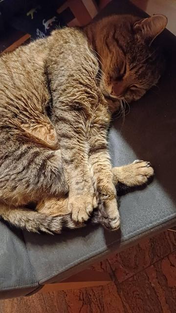 Jimmy, ein plüschiger, getigerter Kater, liegt auf seiner Seite auf einem Sessel. Er hat die Vorderpfoten über die Hinterpfoten gelegt und scheint tief zu schlafen.
