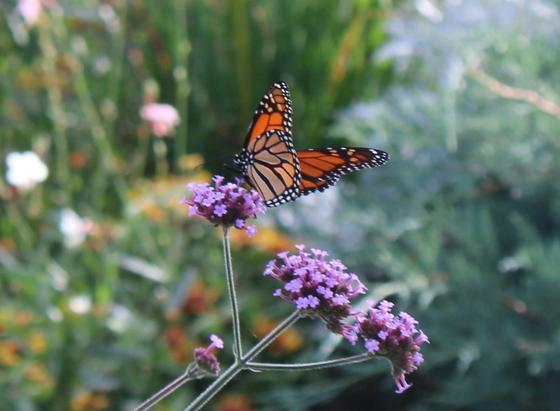 Butterfly with black veining separating stain glass like pattern of yellow and orange areas with white dots on the outer edge black borders of its wings with a black with white dot body perched on a purple verbena bloom. The background is a blurred view of other plants and flowers.