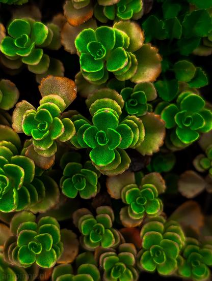 A dense cluster of succulent rosettes, viewed from directly above. The image features a tightly packed arrangement of numerous small, neatly layered rosette-forming plants. 

The plants showcase a striking gradient of vivid, luminous emerald and lime greens at their centers, where the leaves tightly spiral outward. The outer and older leaves transition into warm earthy tones of bronze, copper, and muted brown.