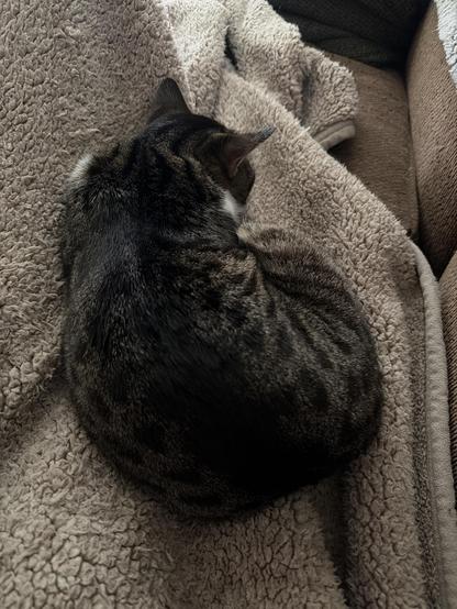 Sleeping cat on fleece blanket