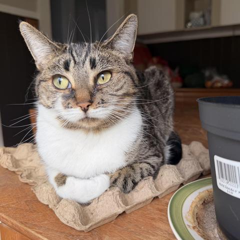 Brown & white Tabby sitting on an empty egg carton on the kitchen table, looking out the window